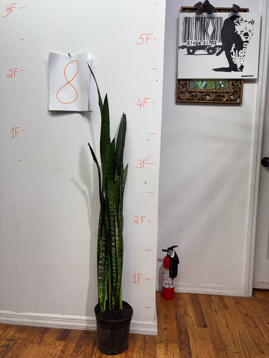 Snake Plant: The Architectural Statement for Modern Living