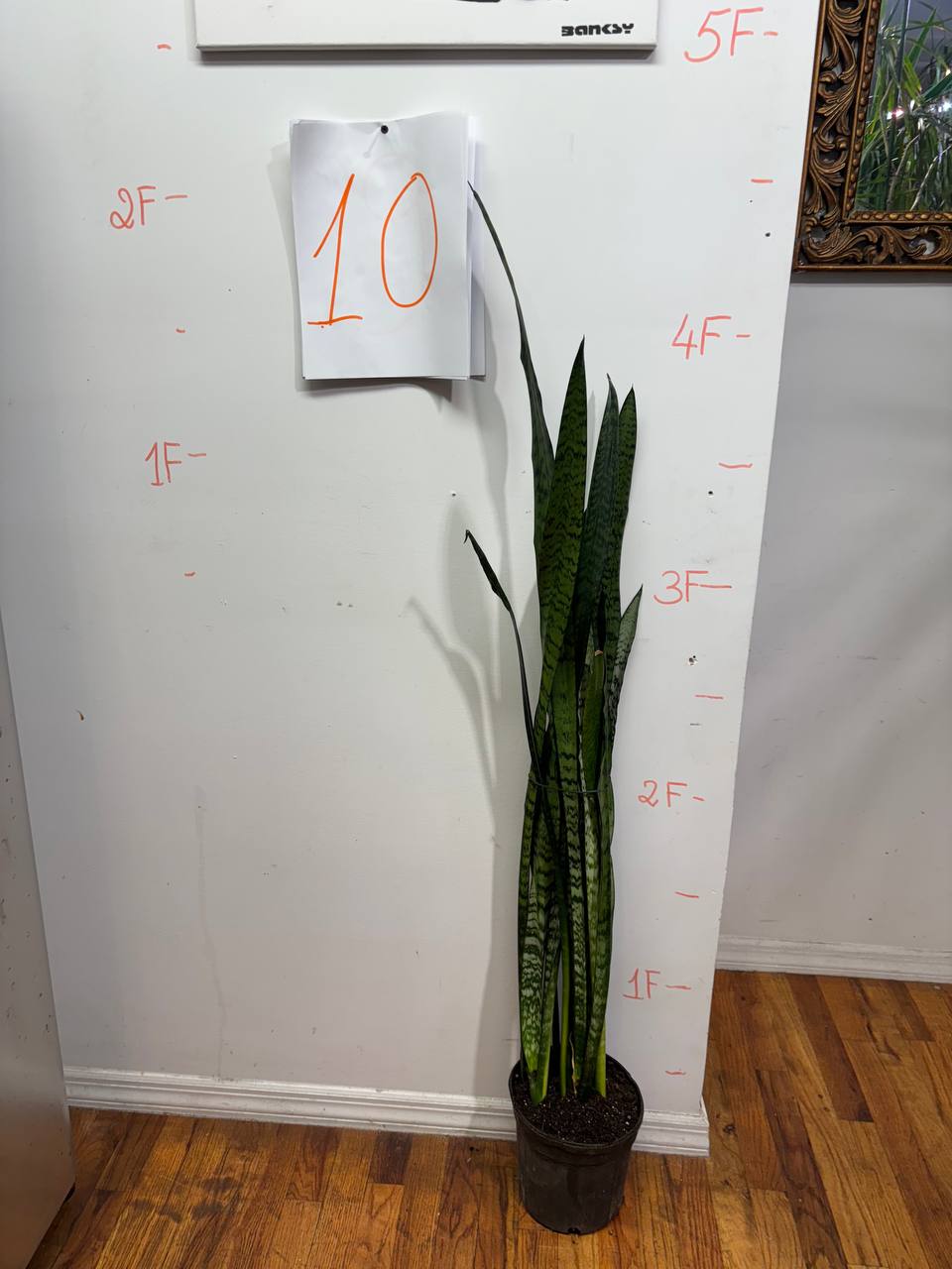 The Unkillable Snake Plant — Thrives on Neglect!