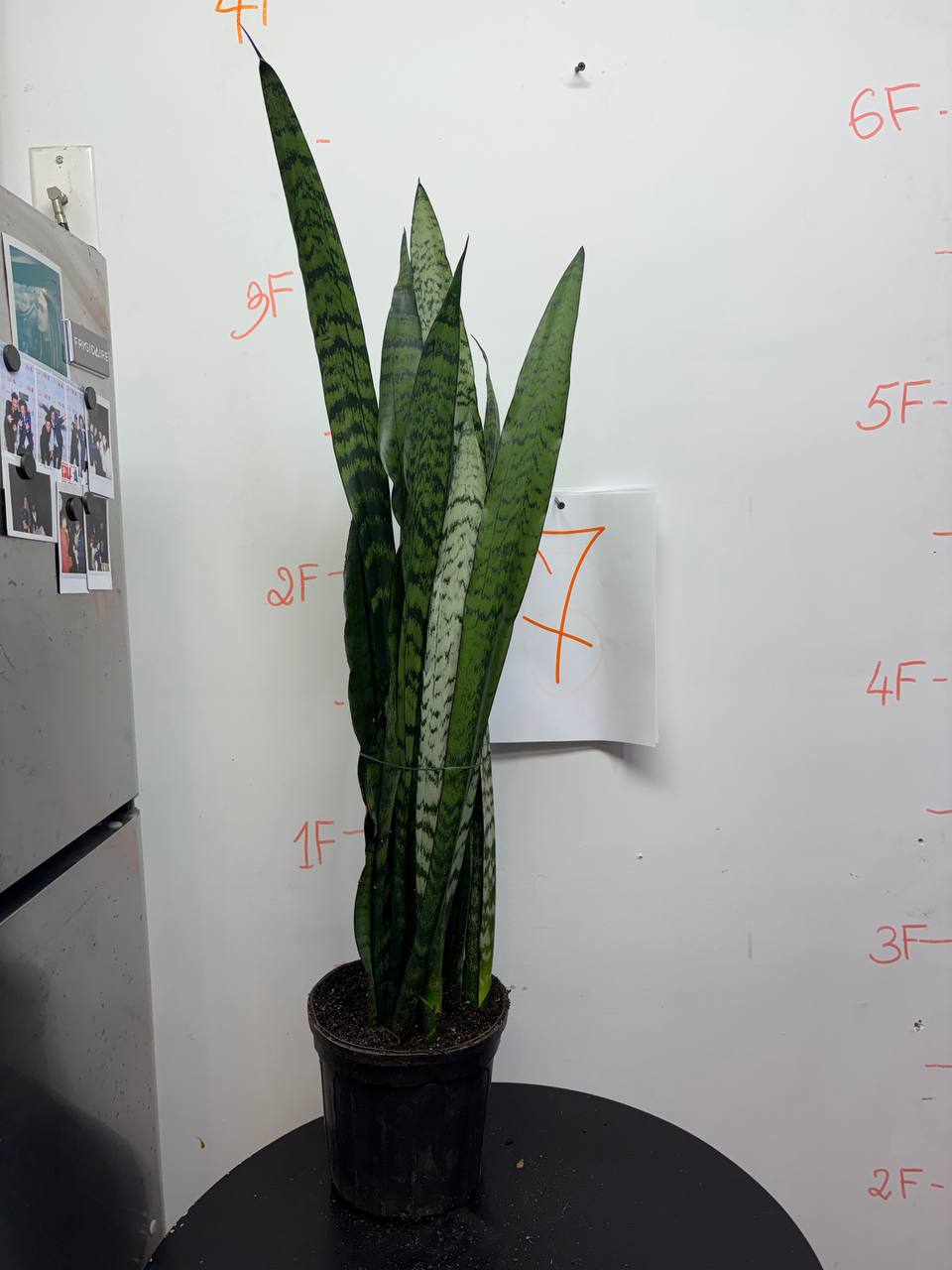 The Beginner's Best Friend: Impossible to Kill Snake Plant