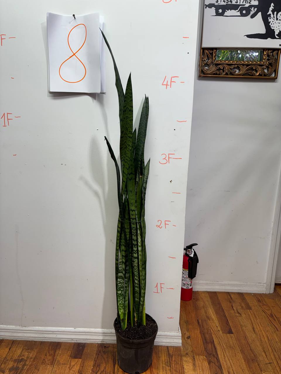 Sharp Style, Soft Care: The Variegated Mother-in-Law's Tongue