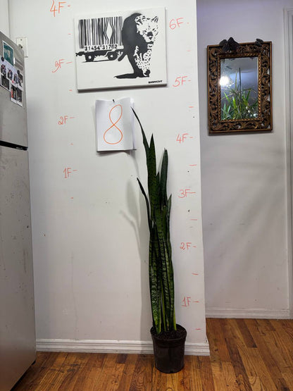 Sharp Style, Soft Care: The Variegated Mother-in-Law's Tongue
