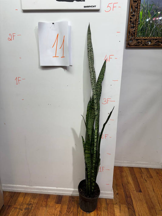 Saint George's Sword: A Legendary Snake Plant with a Story