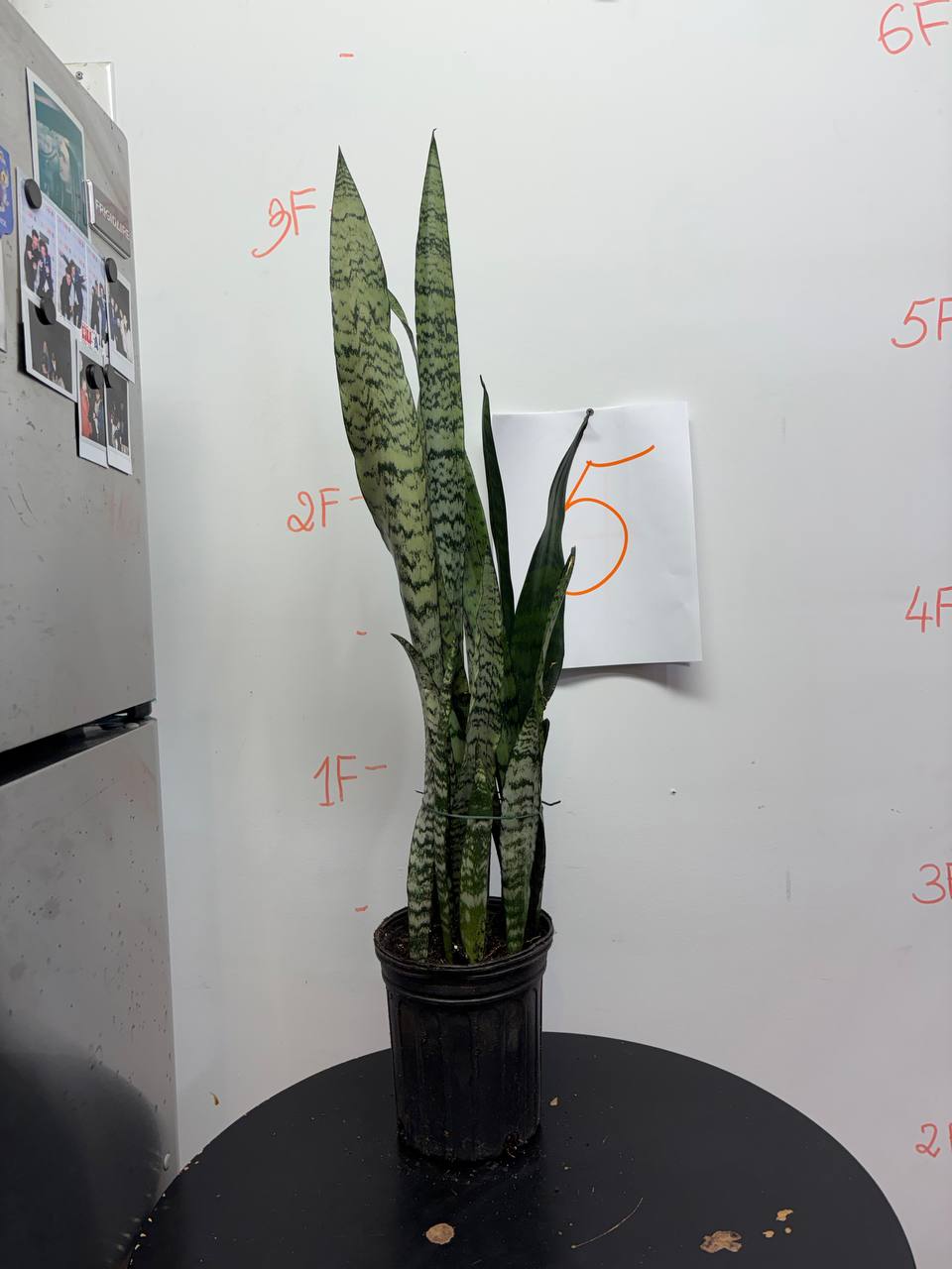 Sansevieria Trifasciata: A Collector's Guide to the Classic Snake Plant