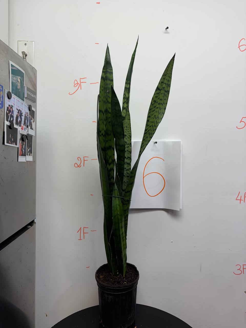 Sansevieria 'Laurentii' | Premium Golden-Edged Collector's Variety
