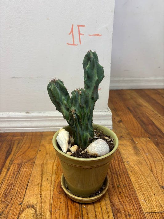 Monstrous Cactus — An Extraordinary 1-Foot Tall Cactus in New York