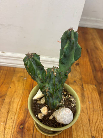 Monstrous Cactus — An Extraordinary 1-Foot Tall Cactus in New York