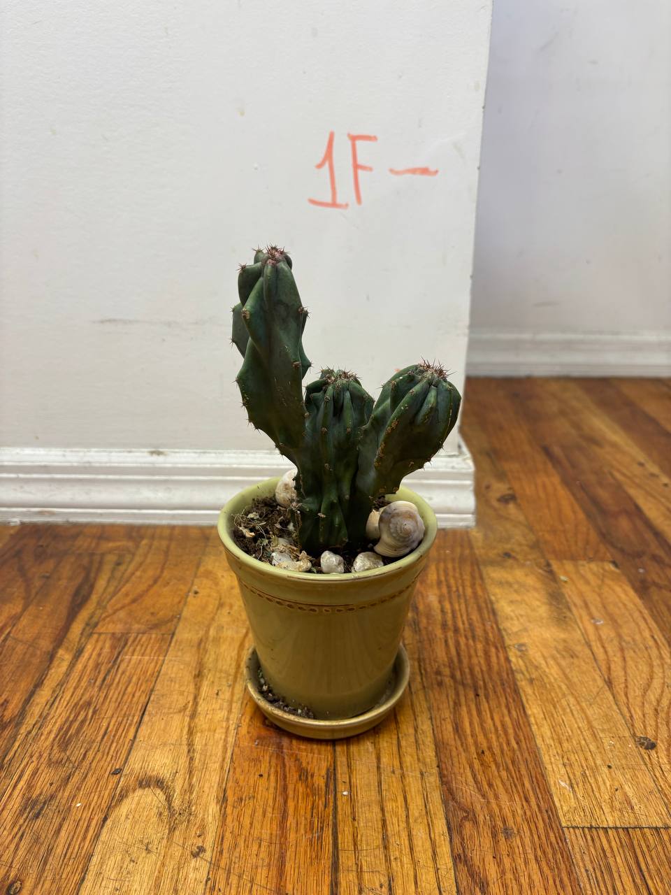 Monstrous Cactus — An Extraordinary 1-Foot Tall Cactus in New York