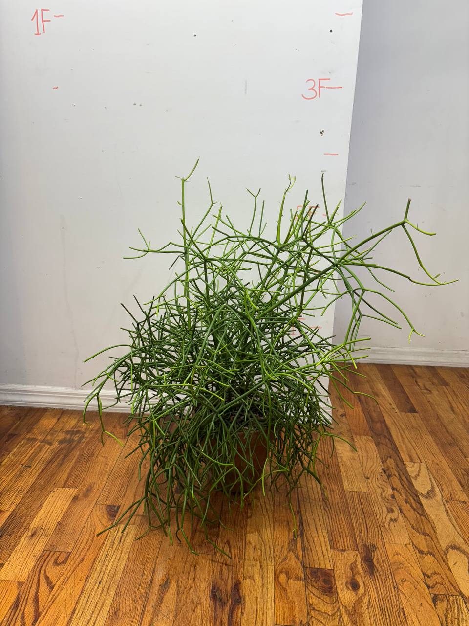 Pencil Cactus — A Sleek 2.5-Foot Masterpiece of Modern Greenery for Your NYC Space