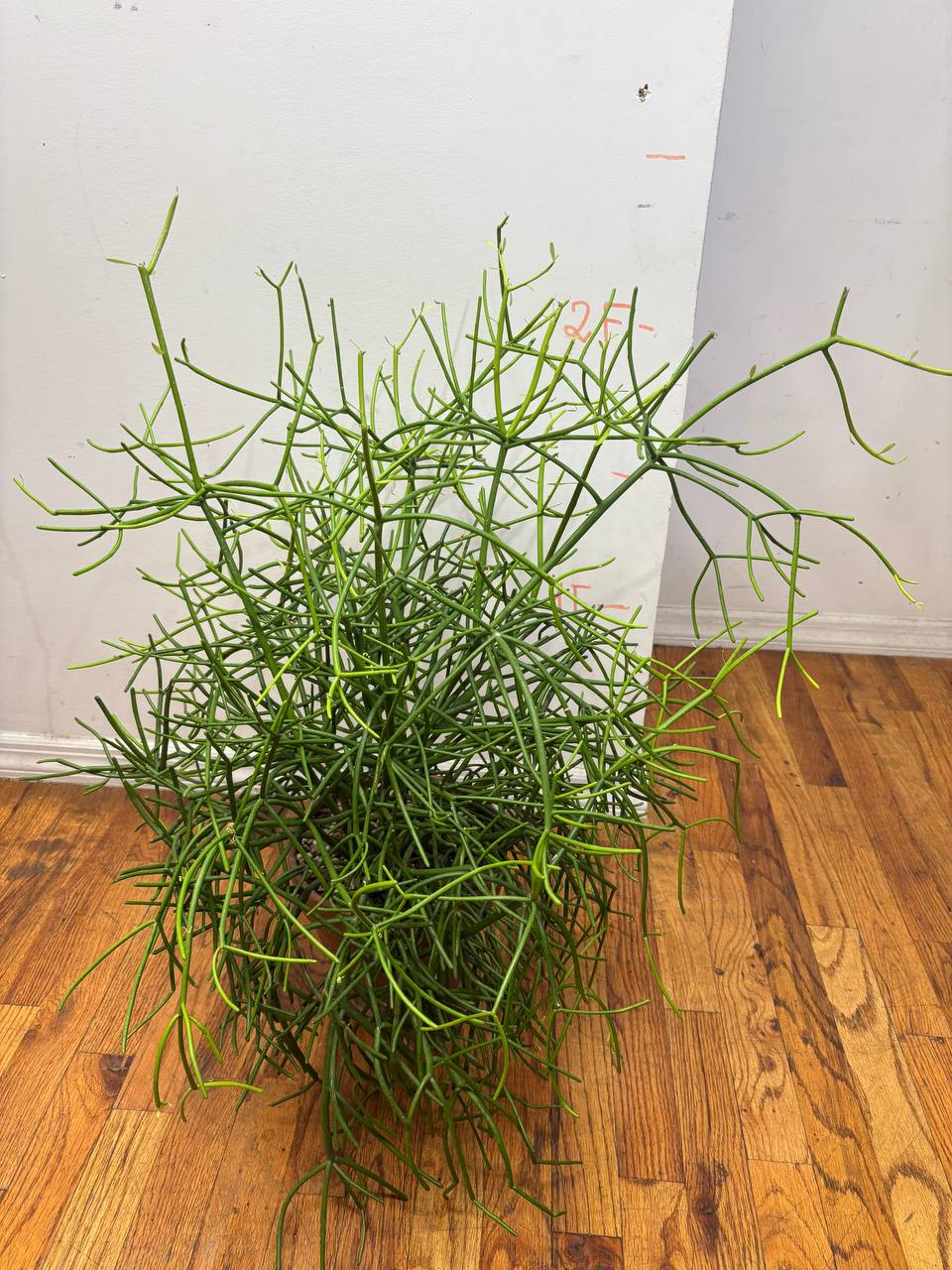 Pencil Cactus — A Sleek 2.5-Foot Masterpiece of Modern Greenery for Your NYC Space
