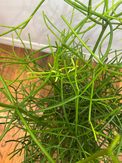 Pencil Cactus — A Sleek 2.5-Foot Masterpiece of Modern Greenery for Your NYC Space