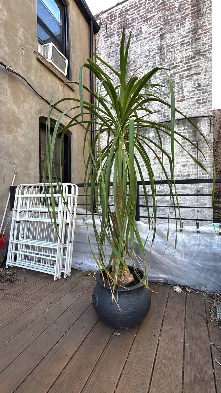 Ponytail Palm 6ft — A Charismatic, Low-Maintenance Statement Piece for Your NYC Interior