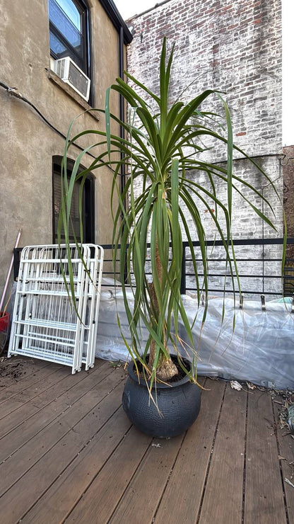 Ponytail Palm 6ft — A Charismatic, Low-Maintenance Statement Piece for Your NYC Interior