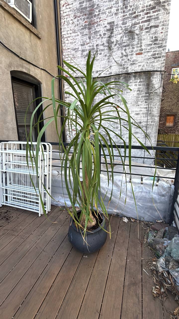 Ponytail Palm 6ft — A Charismatic, Low-Maintenance Statement Piece for Your NYC Interior