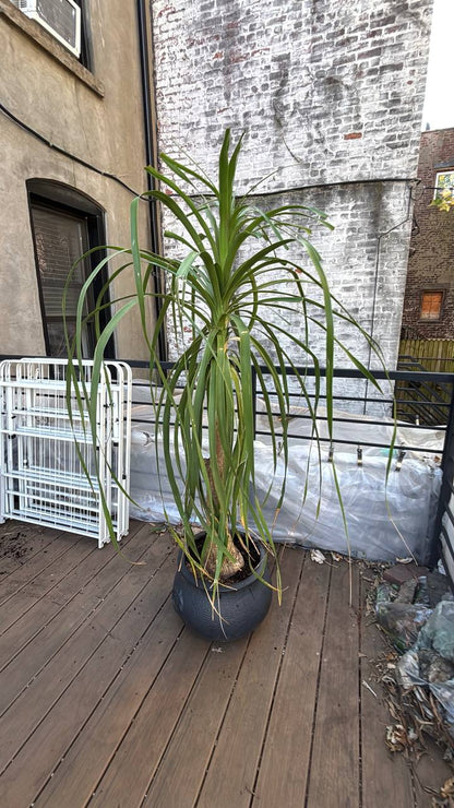 Ponytail Palm 6ft — A Charismatic, Low-Maintenance Statement Piece for Your NYC Interior