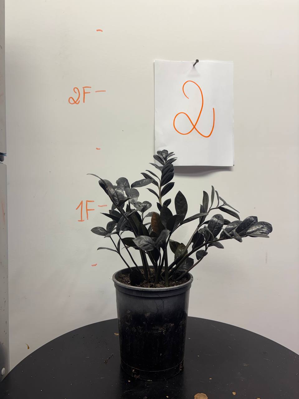 Zz plant black , Raven ZZ plant | Zamioculcas Zamiifolia Raven Plant | Rare Indoor Plant | Zansibar gem | ZZ Plant — The Black Pearl for Your Interior