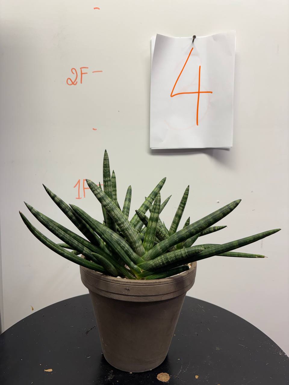 Sansevieria Cylindrica, African Spear