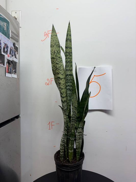 Snake plant Mother-in-law's Tongue, also known as Saint George's Sword or Viper's Bowstring Hemp / Sansevieria trifasciata